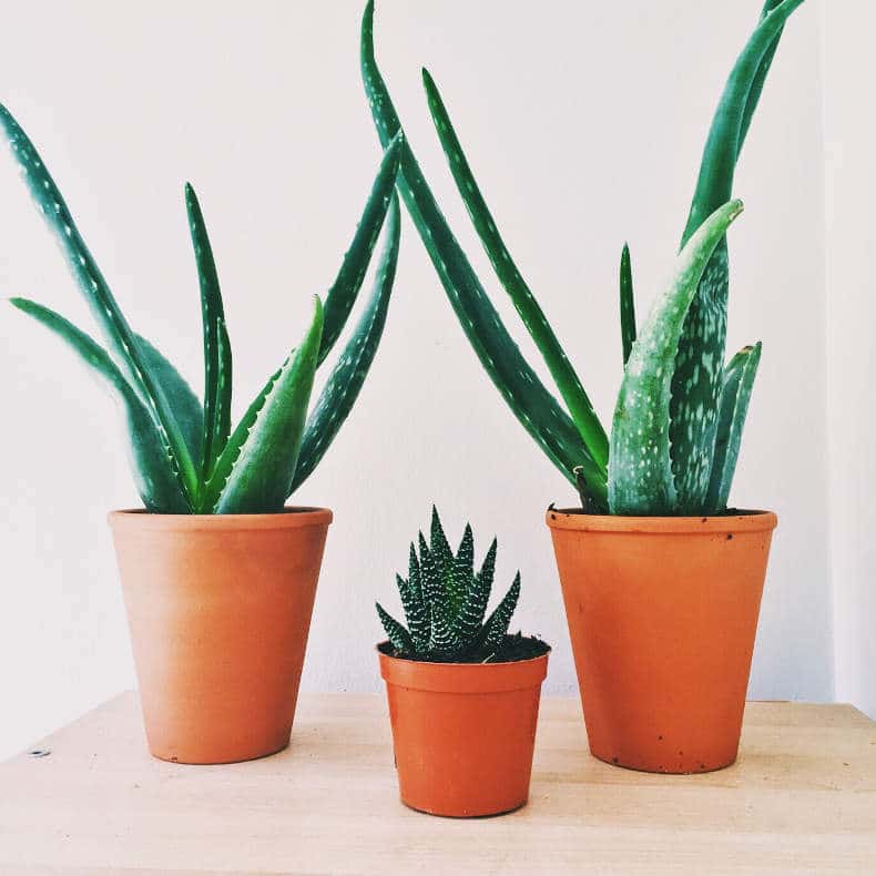 Los Cuidados Del Aloe Vera En Maceta Mundo Jard N