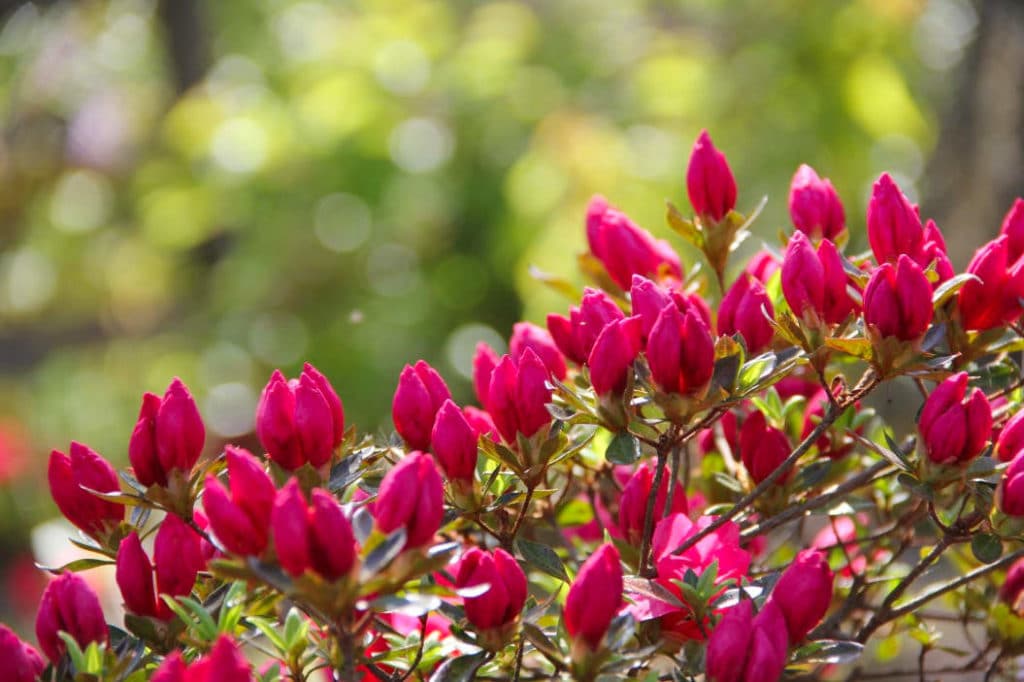 Como cuidar azaleas: capullos de rododendro