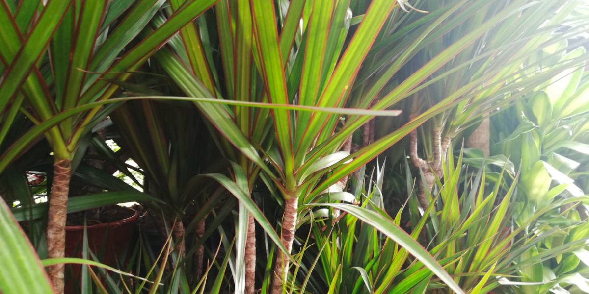 Los Cuidados de la Dracaena Marginata. Planta Fácil de Interior » Mundo