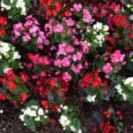 El Cuidado General de las Begonias » Mundo Jardín
