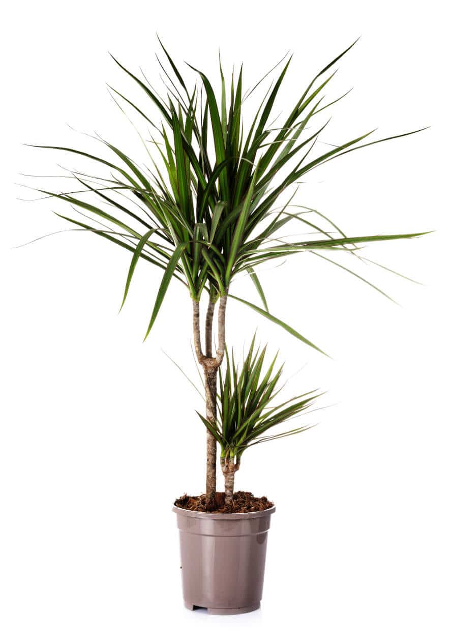 Dracaena Marginata Cuidados Puntas Secas