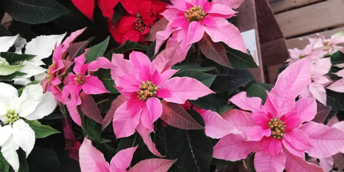 Las Variedades de Poinsettia para Navidad de 2020 » Mundo Jardín