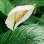 Cuidados del Spathiphyllum y su flor