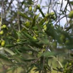 Cuidados del olivo en maceta