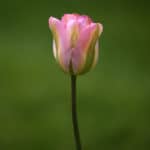 Tulipán Rosa