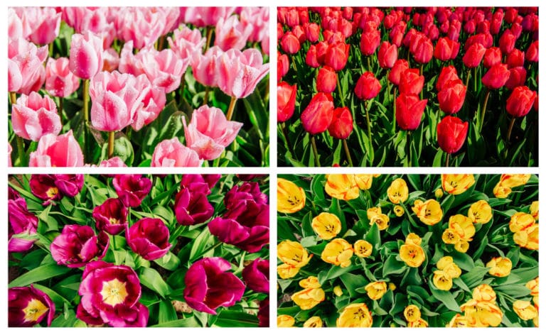 Guía Completa De Los Cuidados Del Tulipán » Mundo Jardín