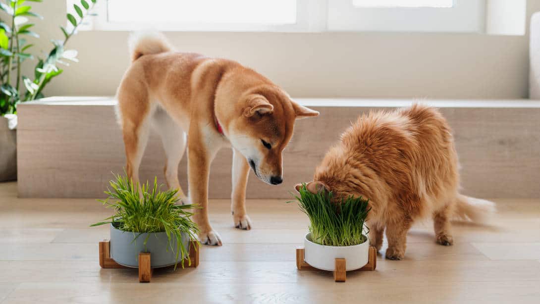 Plantas Venenosas para Perros y Gatos