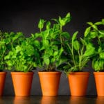 Guía de Plantas Aromáticas y Culinarias para 2021