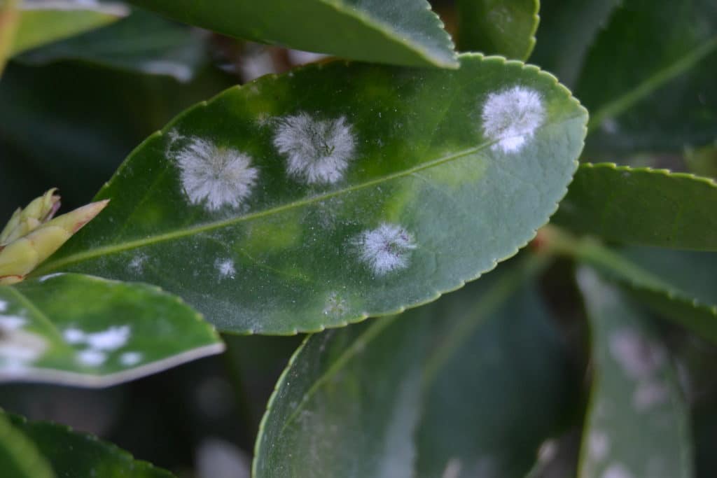 Cómo Eliminar el Oidio en Plantas? De Forma Natural o Química » Mundo