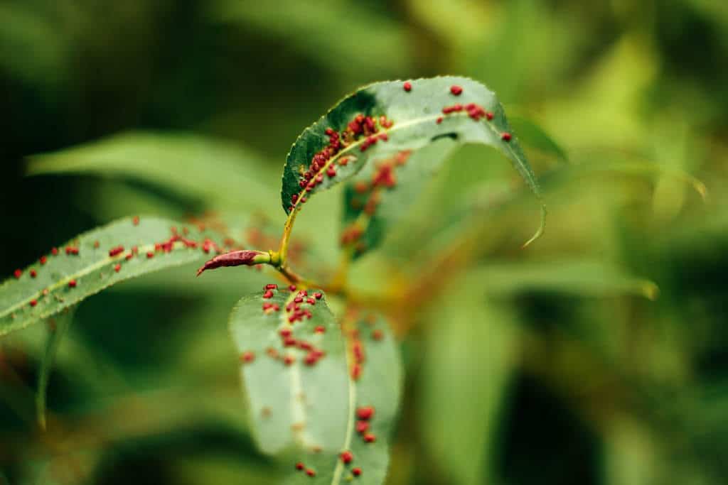 Guia de Plagas y Enfermedades de las Plantas