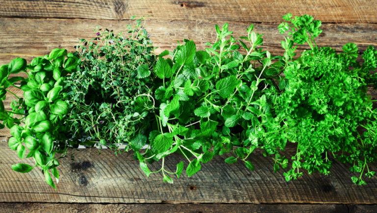 9 Hierbas Aromáticas para Cultivar en Casa y Usar en Nuestra Cocina