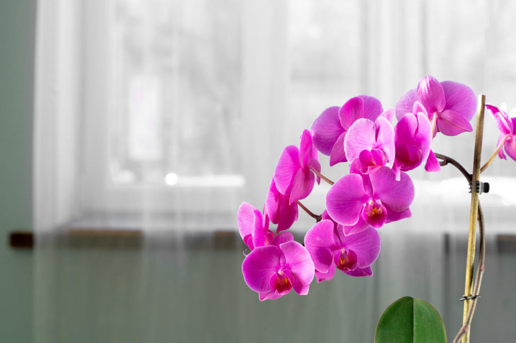 occidental para agregar Entretenimiento Los Cuidados de la Orquídea Phalaenopsis » Mundo Jardín
