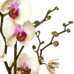 Considerada una planta difícil, enamora a a todos por su belleza y sus hermosísimas flores. Te enseños lo cuidados de la orquídea phalaenopsis