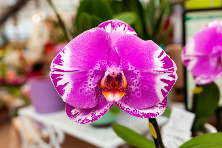 Considerada una planta difícil, enamora a a todos por su belleza y sus hermosísimas flores. Te enseños lo cuidados de la orquídea phalaenopsis