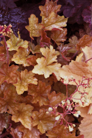 Cuidado de las Heucheras