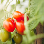 Guía de Huertos Urbanos Tomates